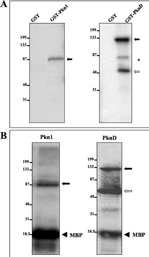 Autophosphorylation Of E Coli Expressed Gst Pkn And Gst Pknd Puri