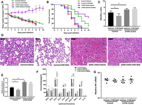 Administration Of Cym 5442 Ameliorates Ali Induced By H1n1 Virus Download Scientific Diagram