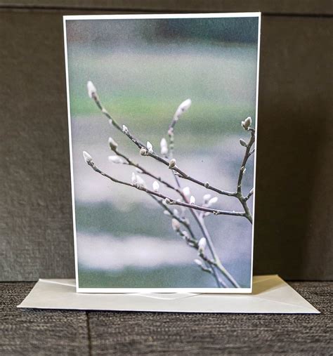 Greetings Card Pussy Willow Blank Inside Folksy