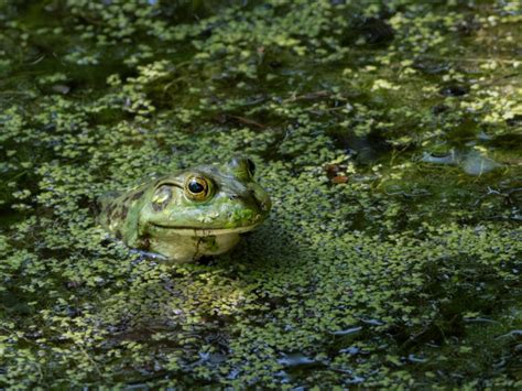 Everything to know about West Virginia’s frog gigging season