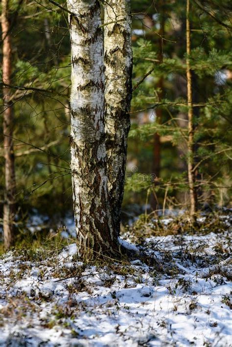 Frozen Naked Forest Trees In Snowy Landscape Vintage Retro Eff Stock Photo Image Of Field