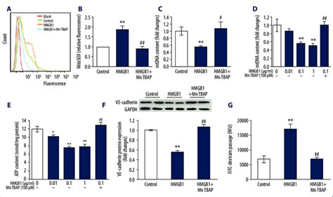 Mitochondrial Oxidative Injury Participates In Hmgb1 Induced Inhibition