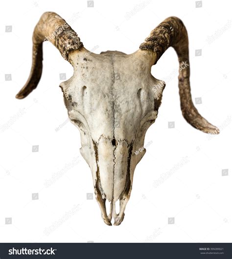 Isolated Skull Sheep Ram On White Stock Photo 399289021 | Shutterstock