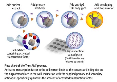 Quantitatively Measure Nf Kb Activation With Transam Assays