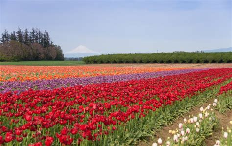 Mountain Valley Tulip Field Stock Image Image Of Garden Sunny 14060193