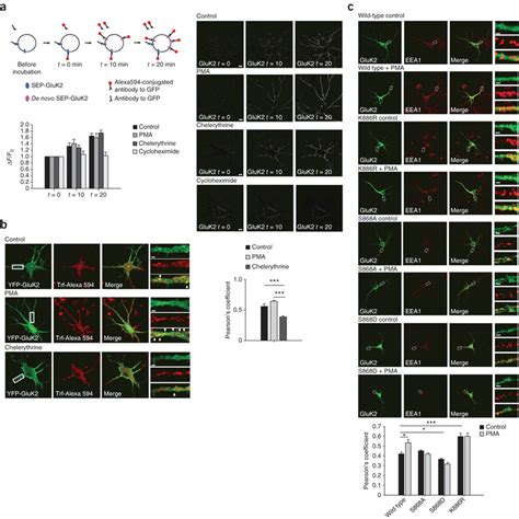 Pkc Activation Promotes Kar Localization In Recycling Pathways A Pkc