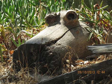 Crocodile Old Oak Road Off Sunset Pekabo Flickr