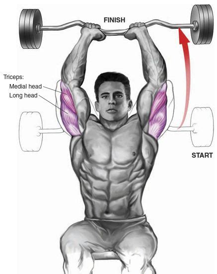 7 Triceps Training Tips And Strategies For Building Bigger Triceps Shreddedfit