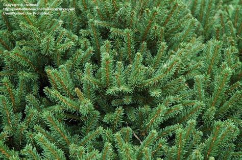 Plantfiles Pictures Dwarf Norway Spruce Pumila Picea Abies By Hczone6