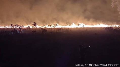 Taman Nasional Way Kambas Kebakaran Ada Satwa Dilindungi Yang Terbakar