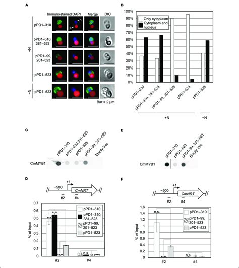 Subcellular Localization And A Promoter Binding Ratio Of Cmmyb1 Under