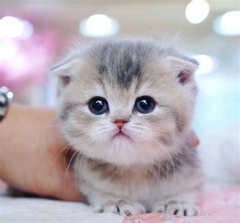 Scottish Fold Munchkin Cat