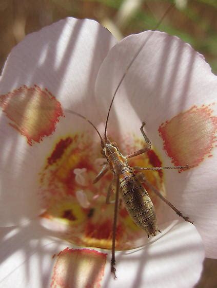 Hemipteran Scudderia Furcata BugGuide Net