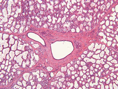 Mammary Gland Histology