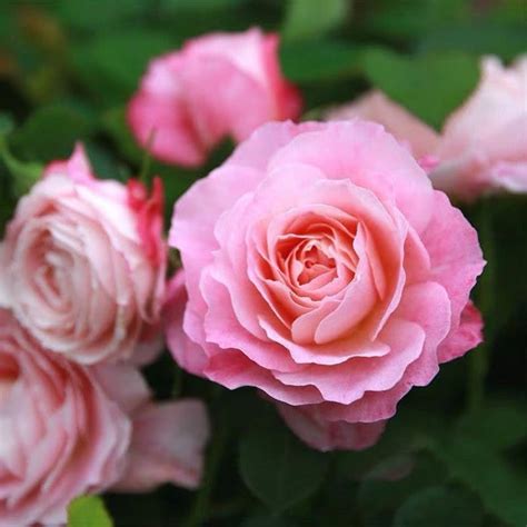 Neptune Hybrid Tea Rose