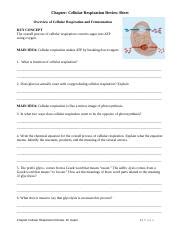 Cellular Respiration Fermentation Worksheet Doc Chapter Cellular