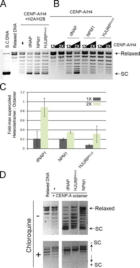 Hjurpscm Assembled Cenp A Nucleosomes Are Negatively Supercoiled And