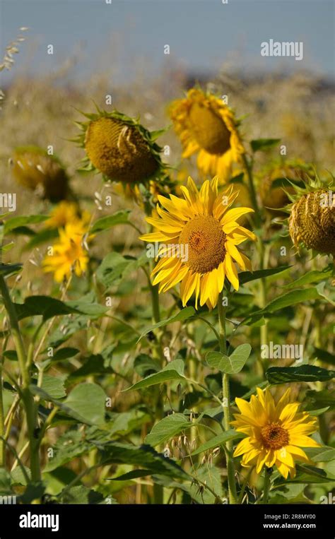 Sunflower in the oat field Stock Photo - Alamy