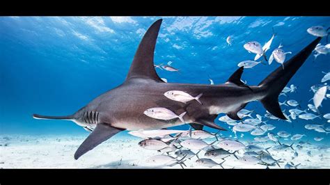 Bimini Bahamas Great Hammerhead Shark Dive Youtube