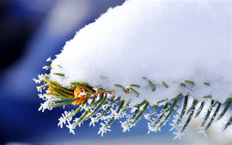 Online Crop Macro Photography Of Snow Covered Plant HD Wallpaper