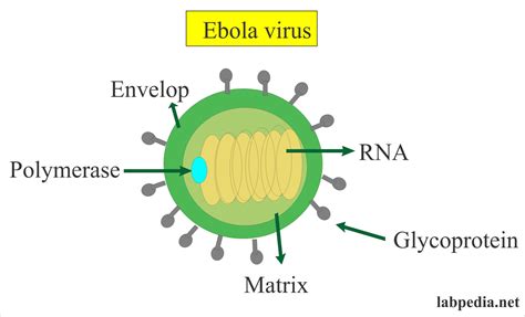 Ebola Virus Haemorrhagic Fever Labpedia Net