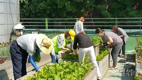 역곡1동‘행복한 옥상텃밭수확물 나눔행사 실시 생생부천