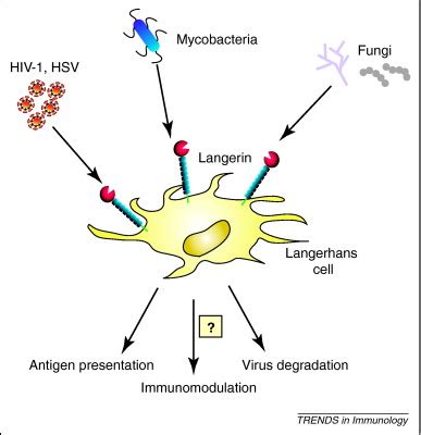 Cell Organelles Structure And Function Ppt - Owen Pasha