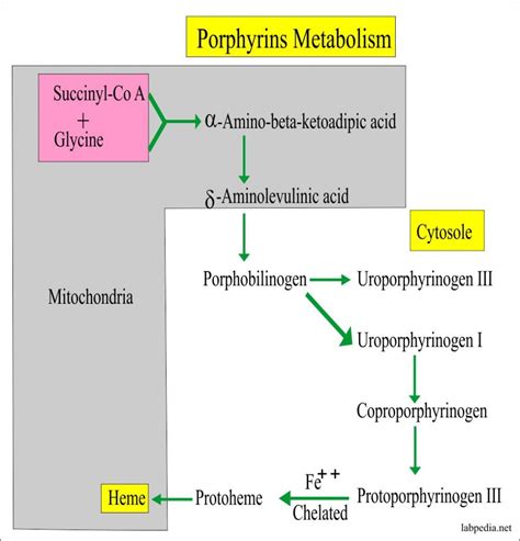 Porphyrins Porphobilinogen Labpedia Net