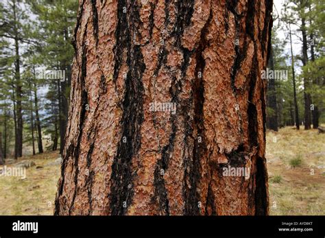 ponderosa pine tree  high alpine meadow  flagstaff arizona pinus ponderosa stock photo alamy