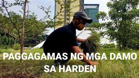 Kapinoy Paggagamas Ng Mga Damo Sa Harden Part Youtube