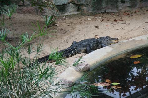 Echte Alligatoren (Alligator) Fotos - Tier-fotos.eu