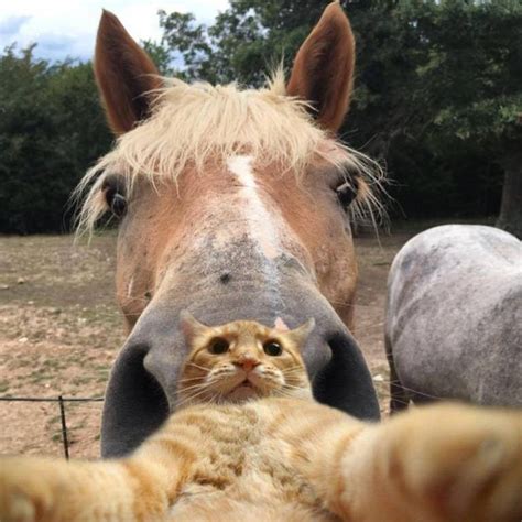 Pingl Par Carrie Lynn Stevens Sur Rocky And Friends En Cheval