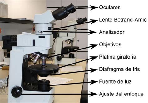 Uso Del Microscopio Y Sus Partes Bourque Hot Sex Picture