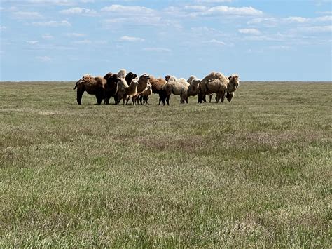 West Kazakh Steppe | Endangered Landscapes & Seascapes Programme