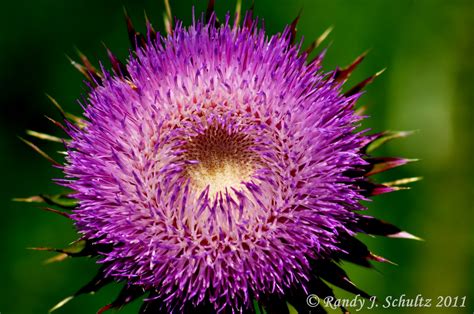 A Walk In The Woods: Thistle Flower