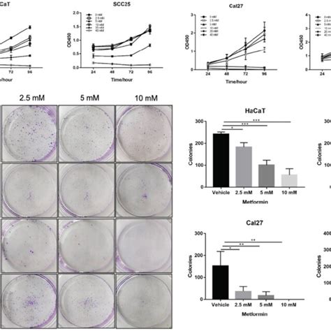 Metformin Inhibited Oscc Tumor Growth In Nude Mice A Macroscopic