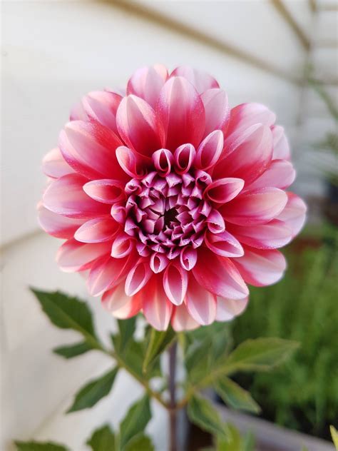 Our Dahlias have started flowering! : gardening