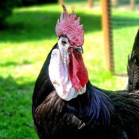 White Faced Black Spanish Eggs Temperament Size And More