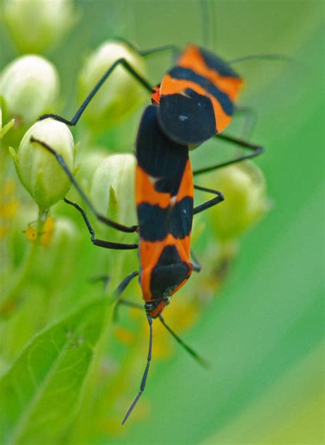 Gaia Garden: Red Aphids on Milkweed?