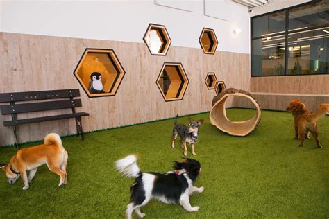 Why an Indoor Dog Park Is the Perfect Solution