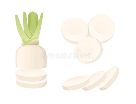 Daikon Plant Stock Illustrations 945 Daikon Plant Stock Illustrations