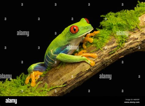 Red Eyed Tree Frog Agalychnis Callidryas Female Native To Central