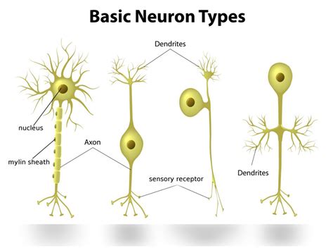 Cells in the nervous system Diagram | Quizlet