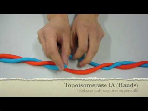 Mechanism of Action of Topoisomerase UCSD Chem 114c - YouTube