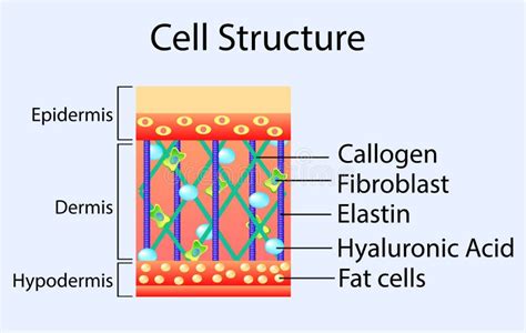 Fibroblast Is A Dermis Cell Structure Of Fibroblast Cell Stock Vector