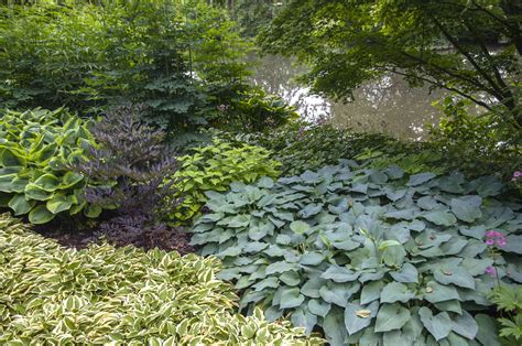 Hostas Under Pine Trees Hostas In The Home Garden: How Does One Become
