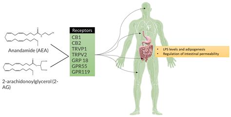 IJMS Free Full Text Biomolecular Actions By Intestinal Endotoxemia