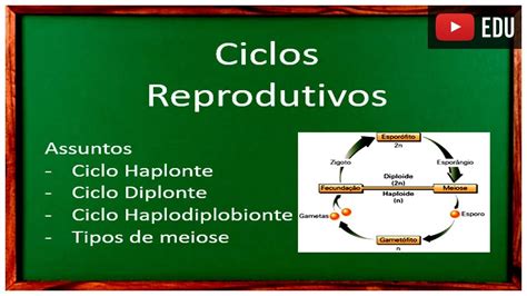 Ciclos Reprodutivos Youtube