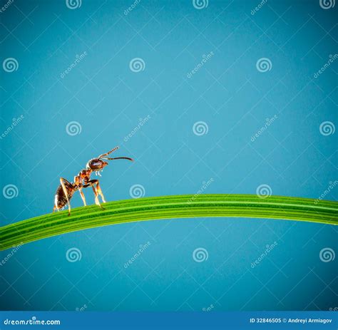 Fourmi et herbe verte image stock. Image du travail, centrales - 32846505