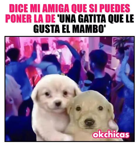 Dice Mi Amiga Que Si Puedes Poner La De Una Gatita Que Le Gusta El